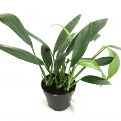 pothos amplifolia Epipremnum amplissimum