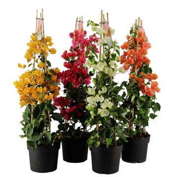 Bougainvillea Mix
