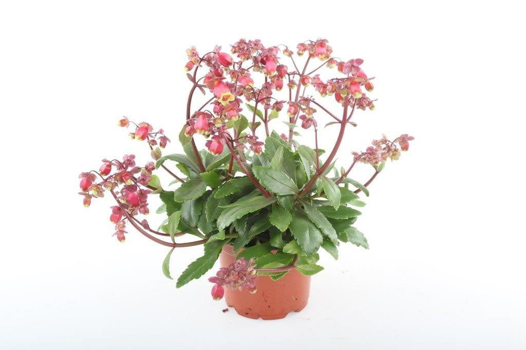 Kalanchoe Wendy