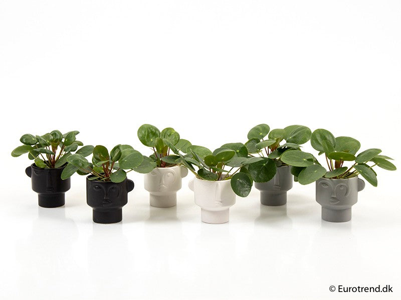 Pilea peperomioides - Chinese Money Plant