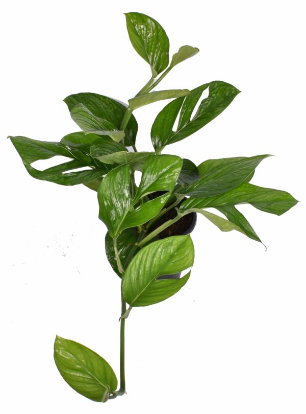 Monstera Pinnatipartita