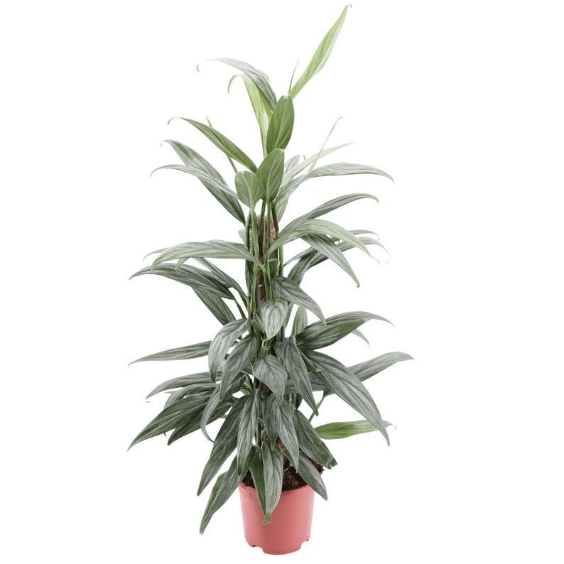 philodendron amplissimum silver Epipremnum amplissimum Silver Stripe – Verd Houseplants