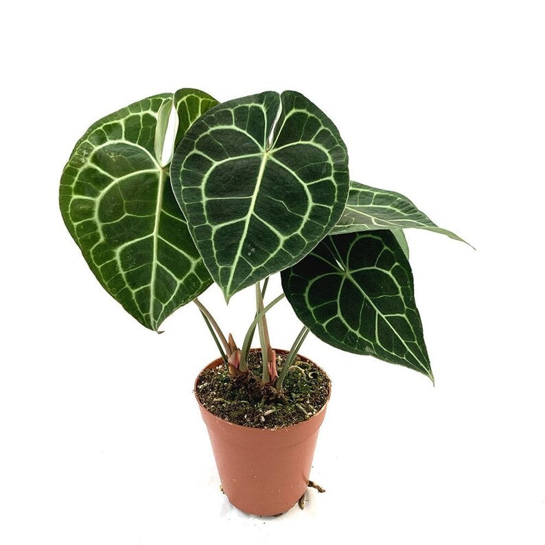 Anthurium Clarinervium