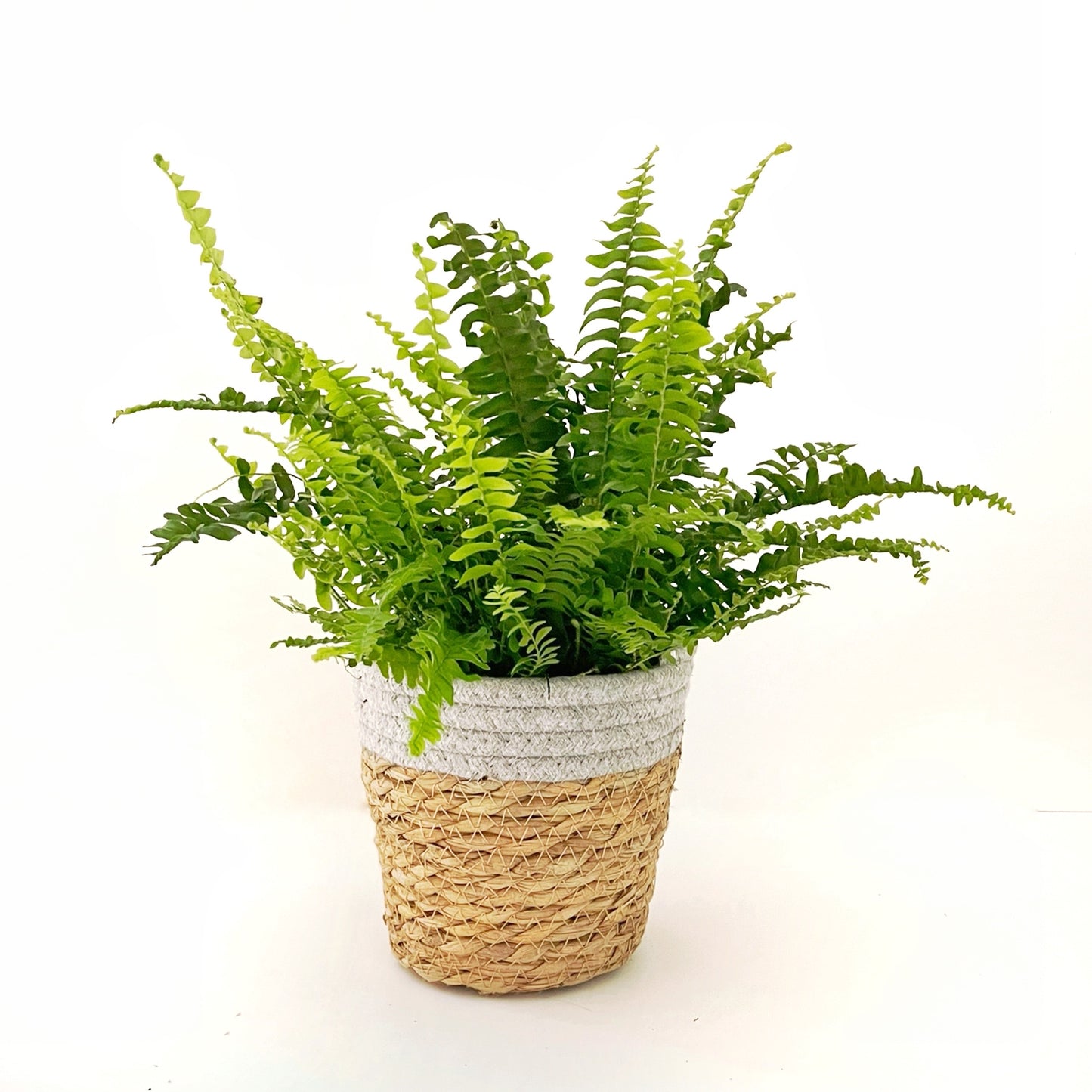 Nephrolepis exaltata - Boston Fern