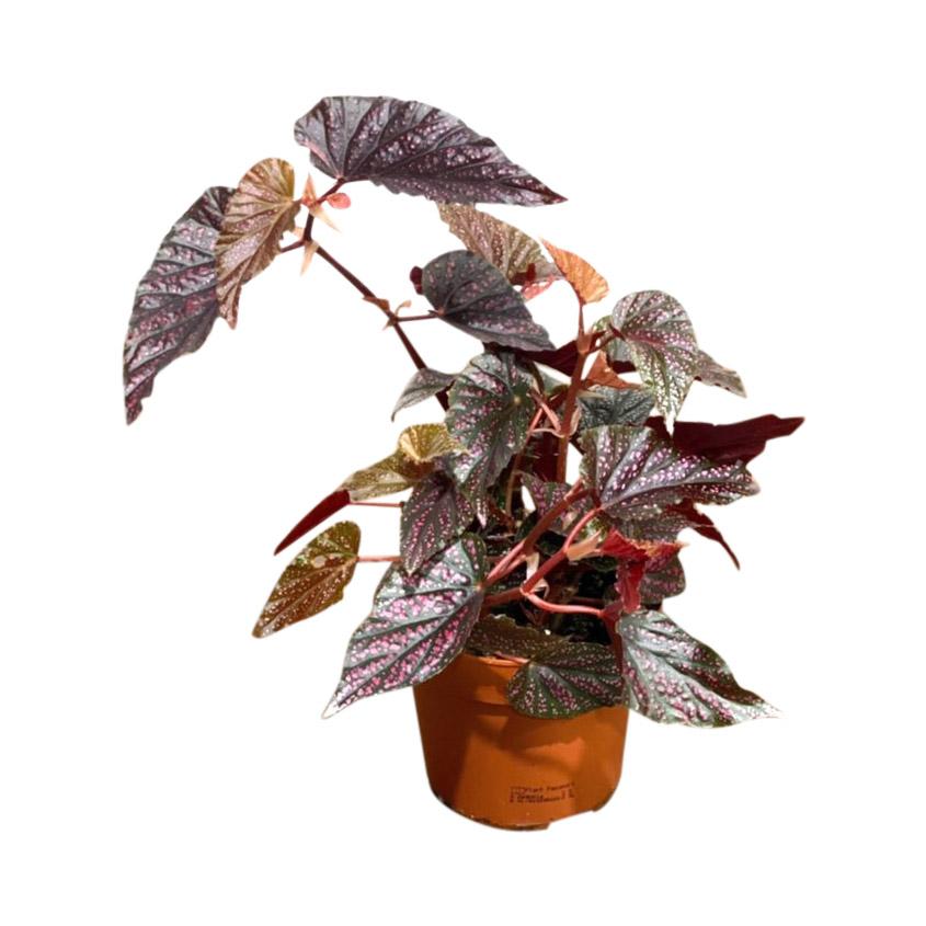 Begonia Maculata - Begonia Polka Dot
