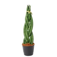 sansevieria cilíndrica Sansevieria Cilindrica Twist – Verd Houseplants