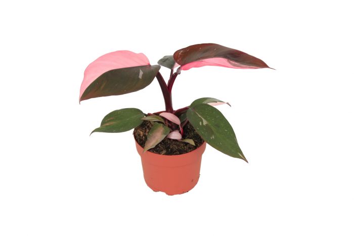 Philodendron Pink Princess