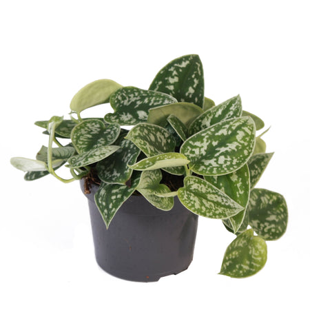 Scindapsus pictus - Satin Pothos