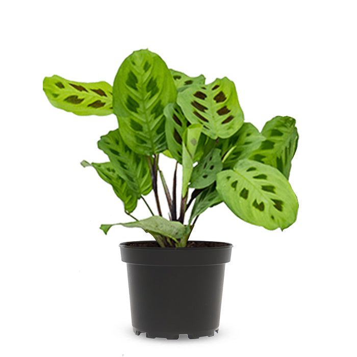Maranta Kerchoveana - Prayer Plant