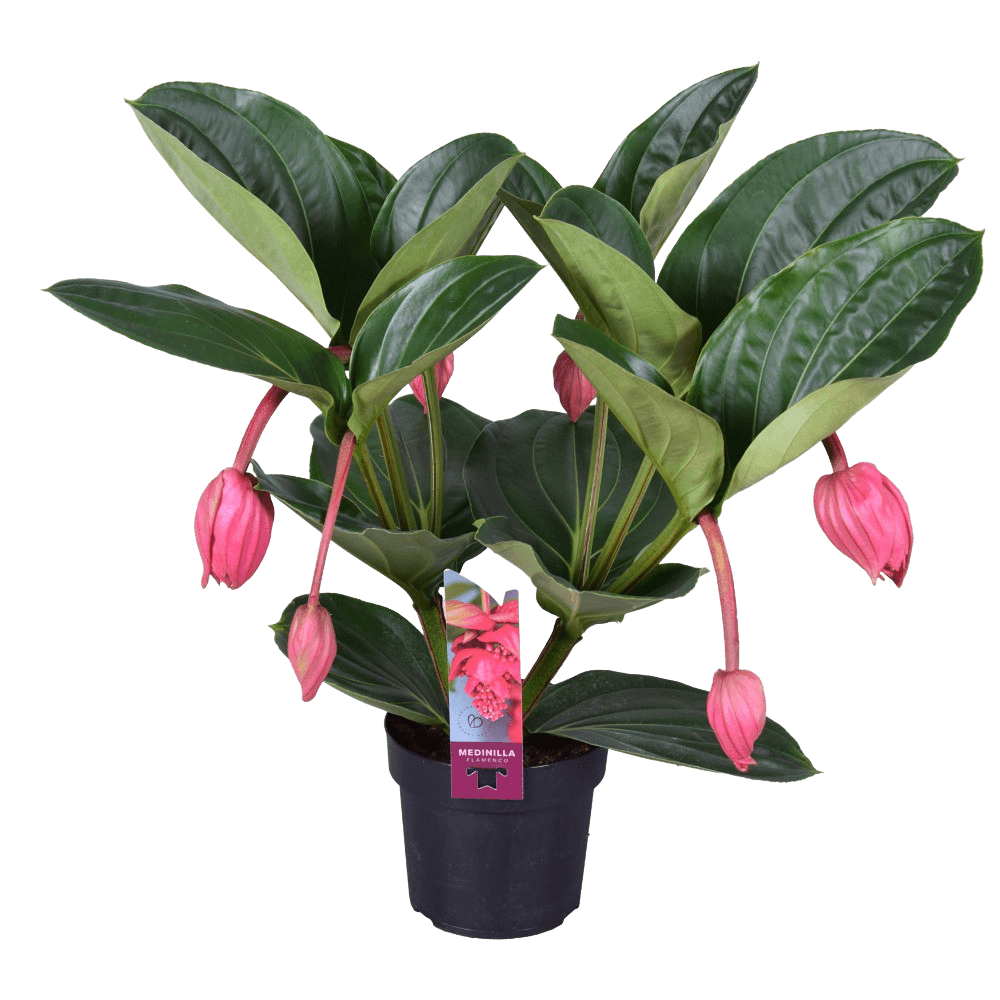 Medinilla magnifica - Rose Grape