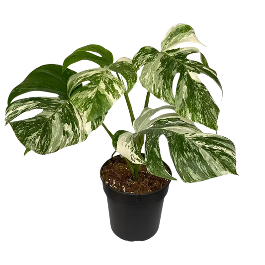 Monstera deliciosa Albo Variegata Bicolour
