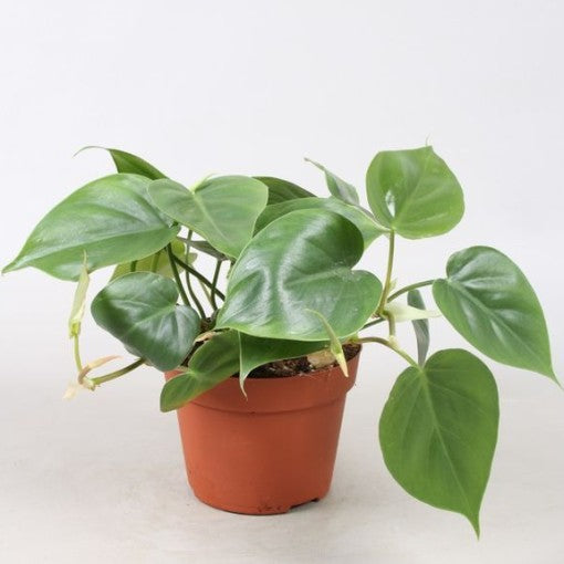 Philodendron Scandens - Heartleaf Philodendron