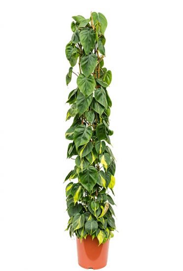 Philodendron Scandens Brasil - Heartleaf Philodendron