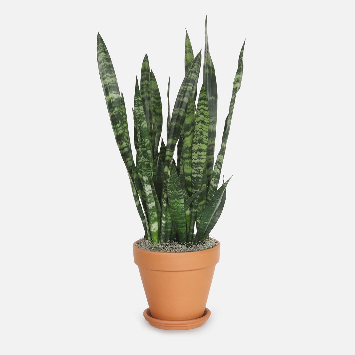 Sansevieria zeilanica- Snake Plant