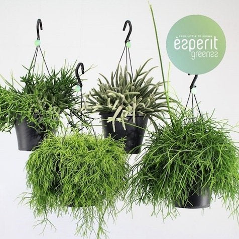 Rhipsalis - Mistletoe Cactus