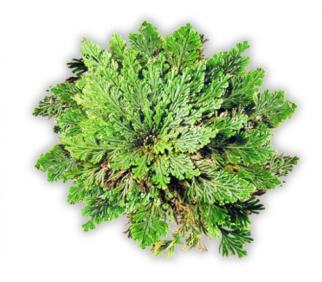 Box Rose of Jericho - Resurrection Plant