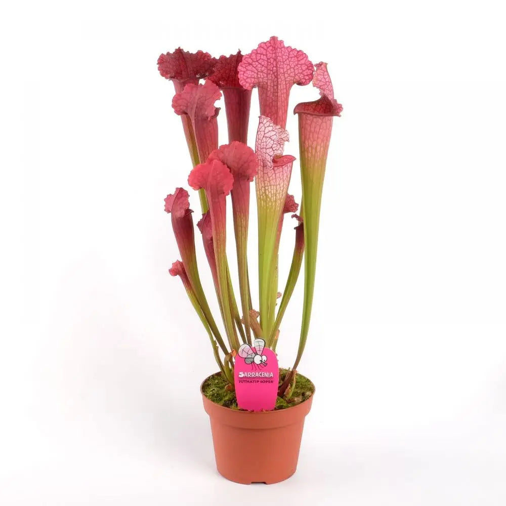 Sarracenia 'Juthatip Soper'- Carnivorous Pitcher Plant