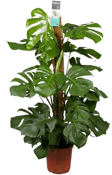 Monstera deliciosa - Swiss Cheese Plant