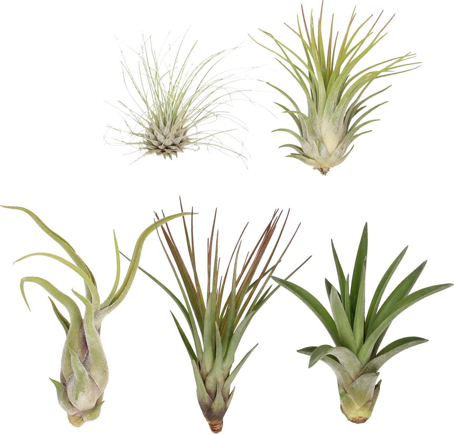 Tillandsia Mix