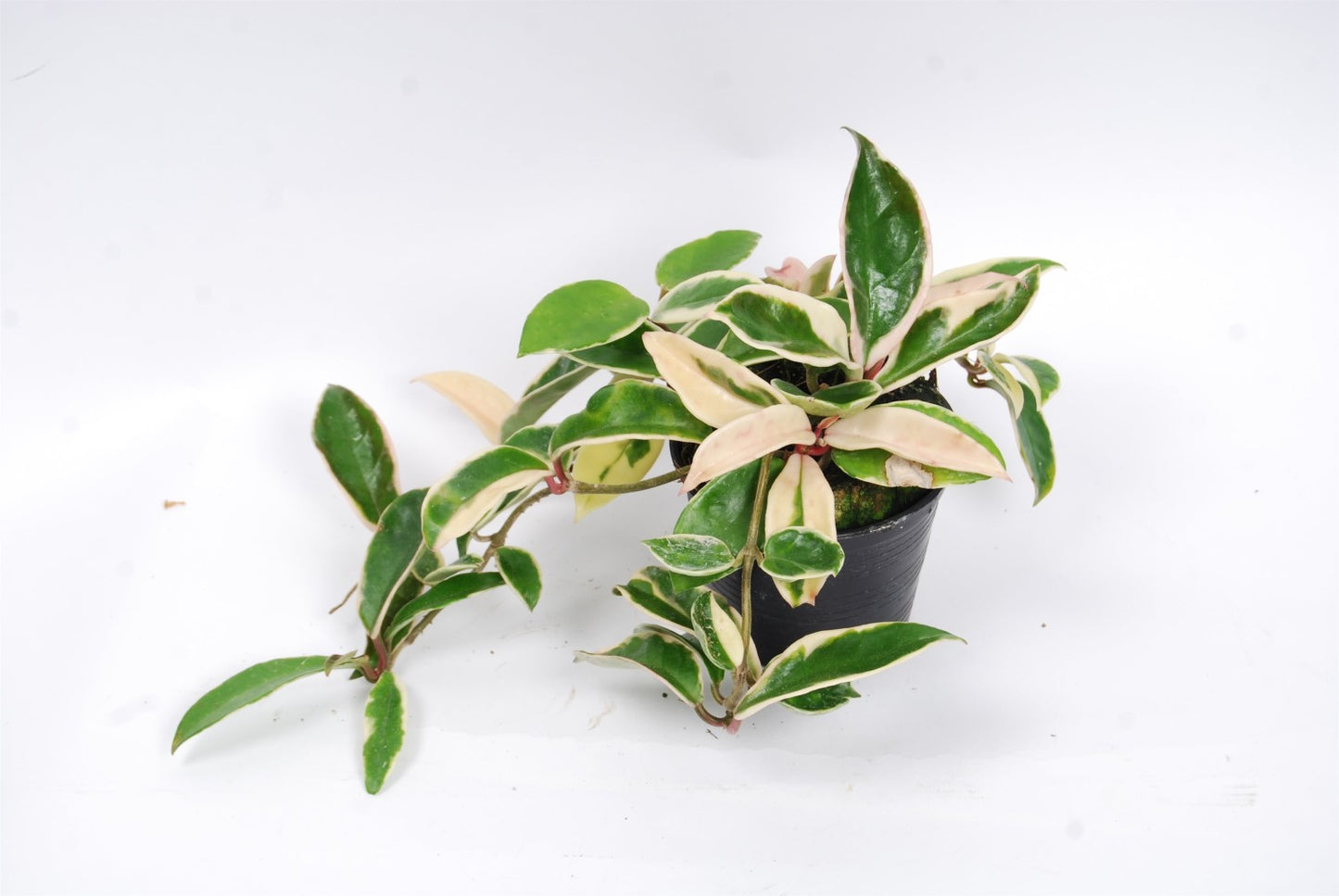 Hoya c. Albomarginata