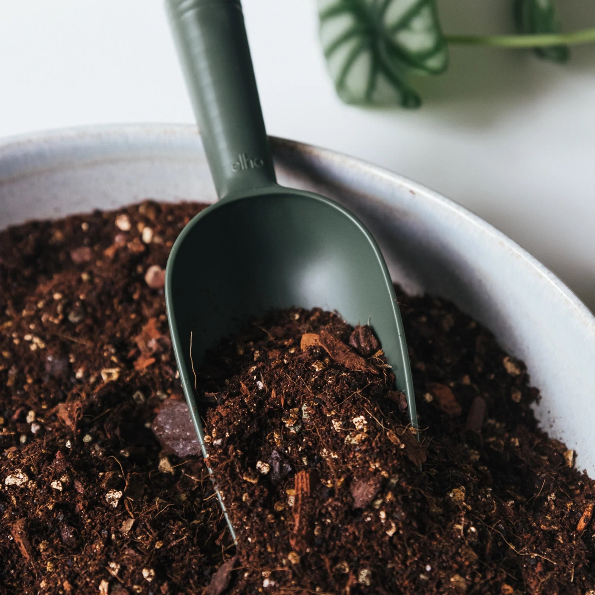 Verd Mix Verd – Verd Houseplants