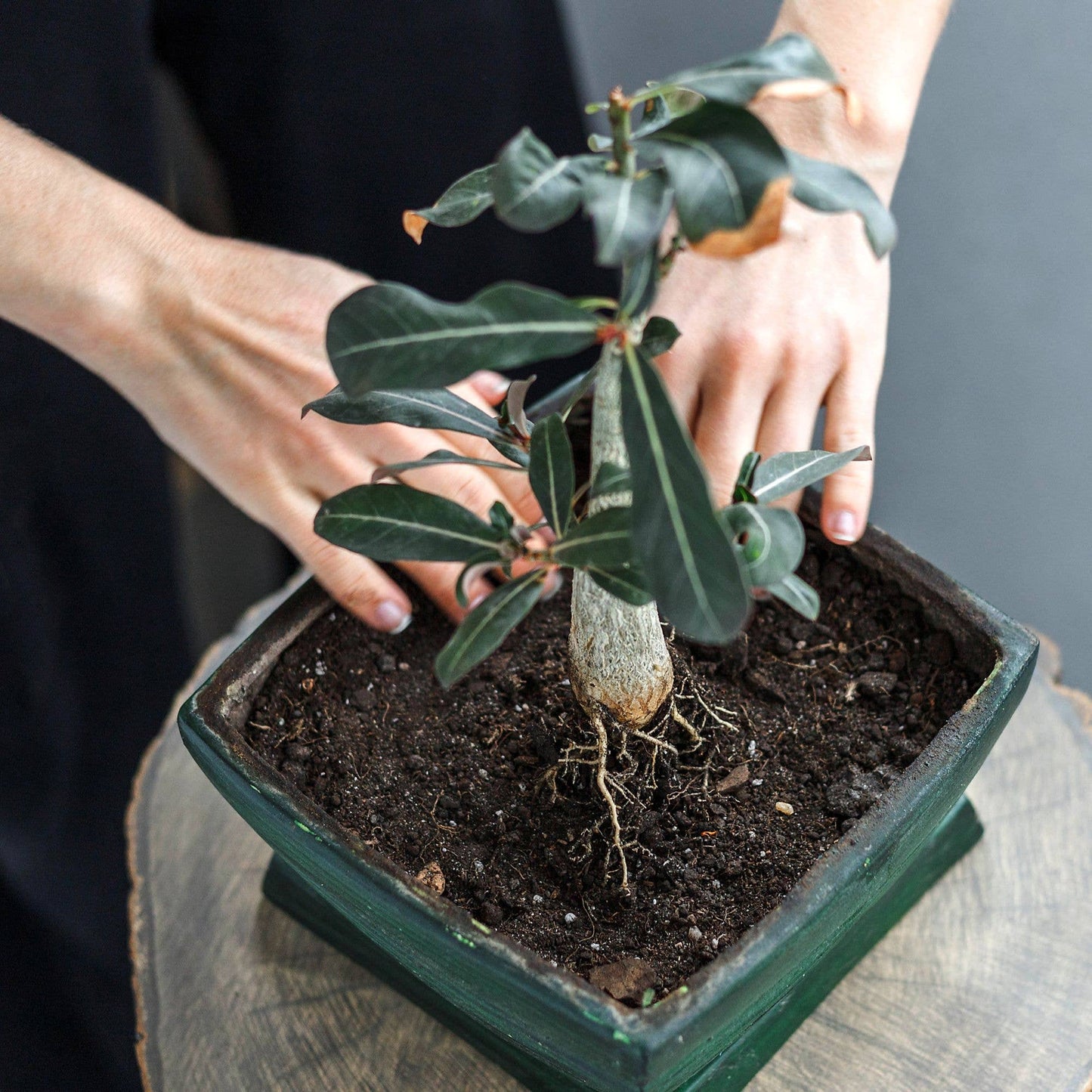 Grow2Go - DESERT ROSE SEEDS - Starter Kit Growing Set