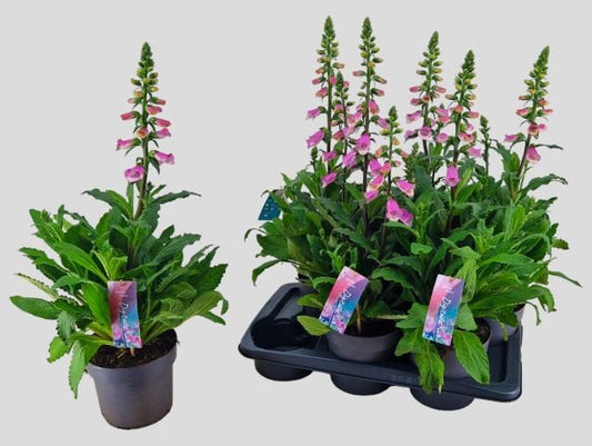 Digitalis Panther