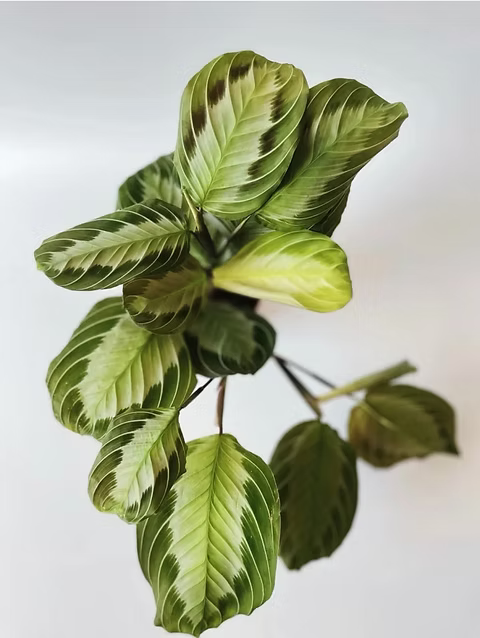 Maranta leuc Exclusiv Grey