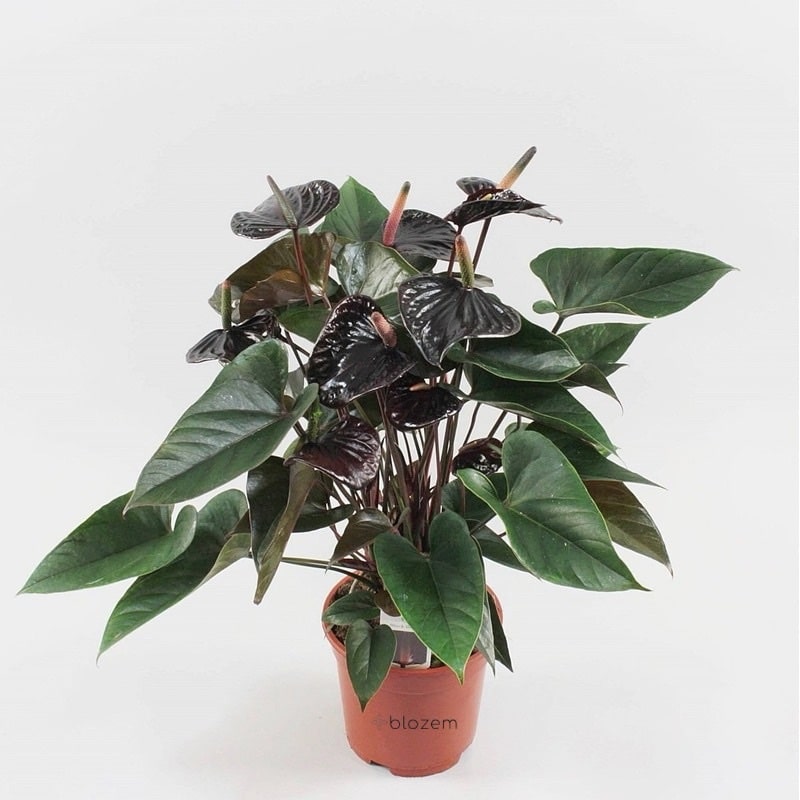 Anthurium andr Beauty Black