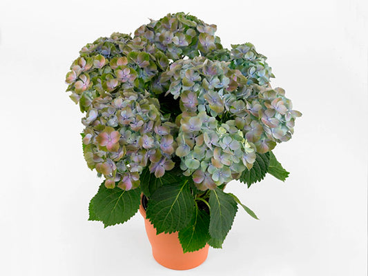 Hydrangea Gemini Blauw