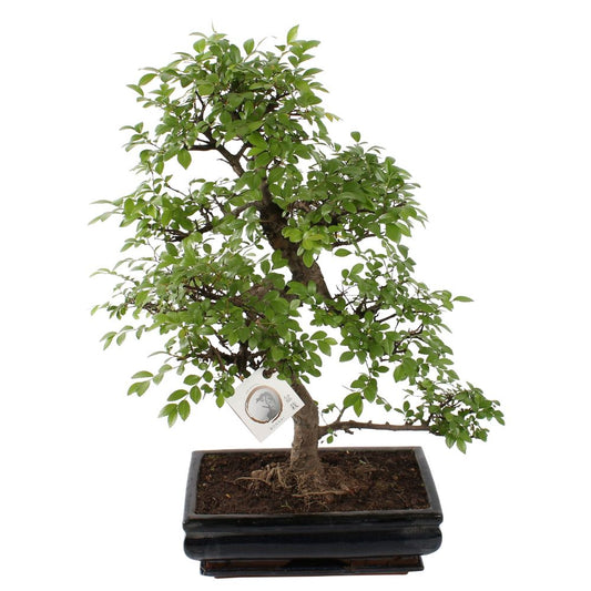 Bonsai Zelkova S-shape ceramic + saucer