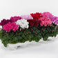 Cyclamen KL Sup Carino Mix