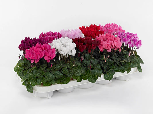 Cyclamen KL Sup Carino Mix