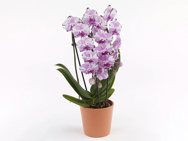 Phalaenopsis Cascade 20+ Special