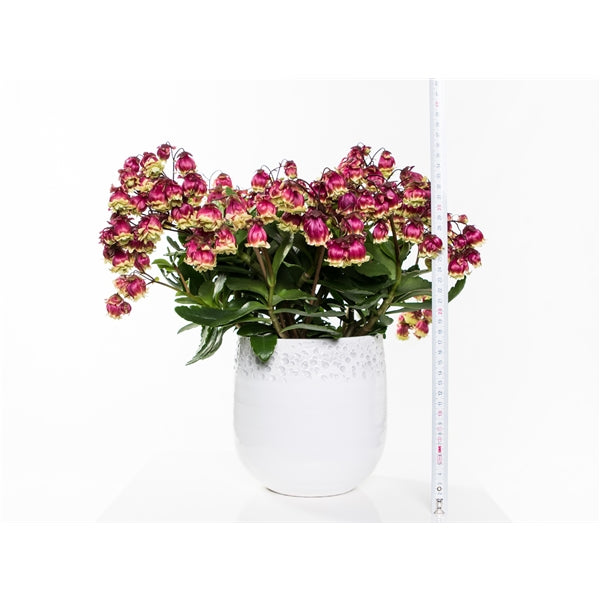 Kalanchoe Sunny Balloon