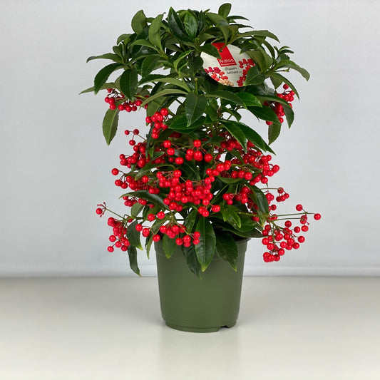 Ardisia Crenata Premium - Christmas Berry