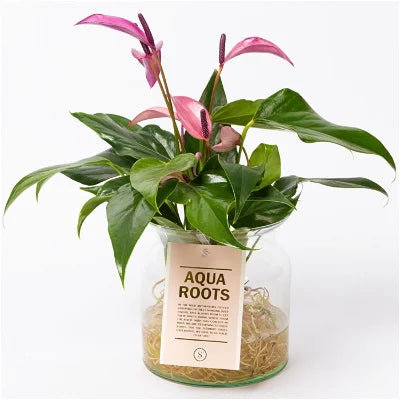 Anthurium Zizou Fuchsia - Fuchsia Flamingo Plant