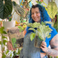 Sybotanica Aroid Mix (Monstera e.t.c.)