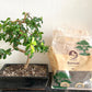 Sybotanica Bonsai Mix