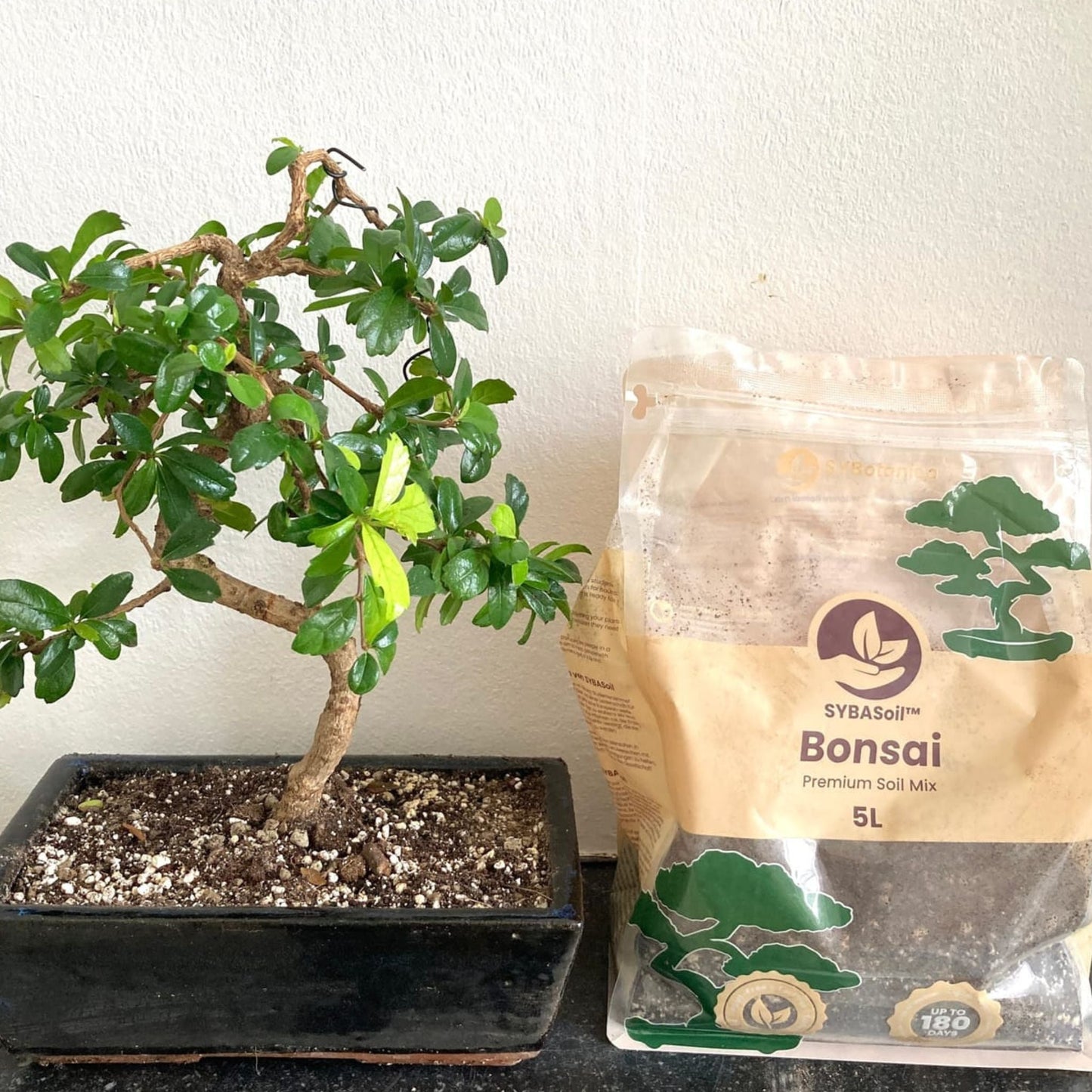 Sybotanica Bonsai Mix