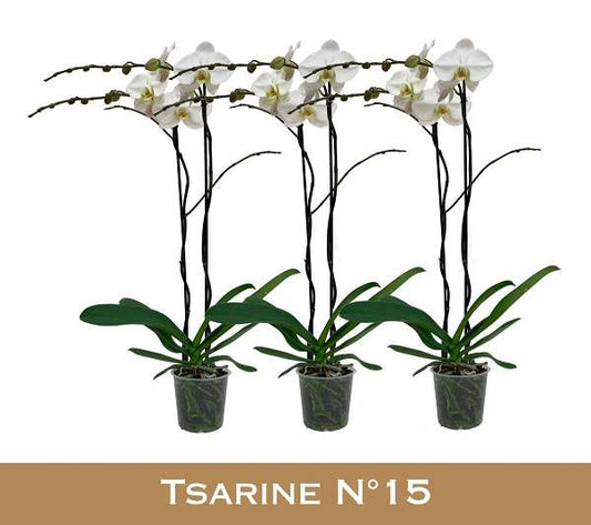 White Phal Orchid Tsarine XL 2 Stems