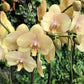 Phalenopsis Orchid Golden River 2 Stems