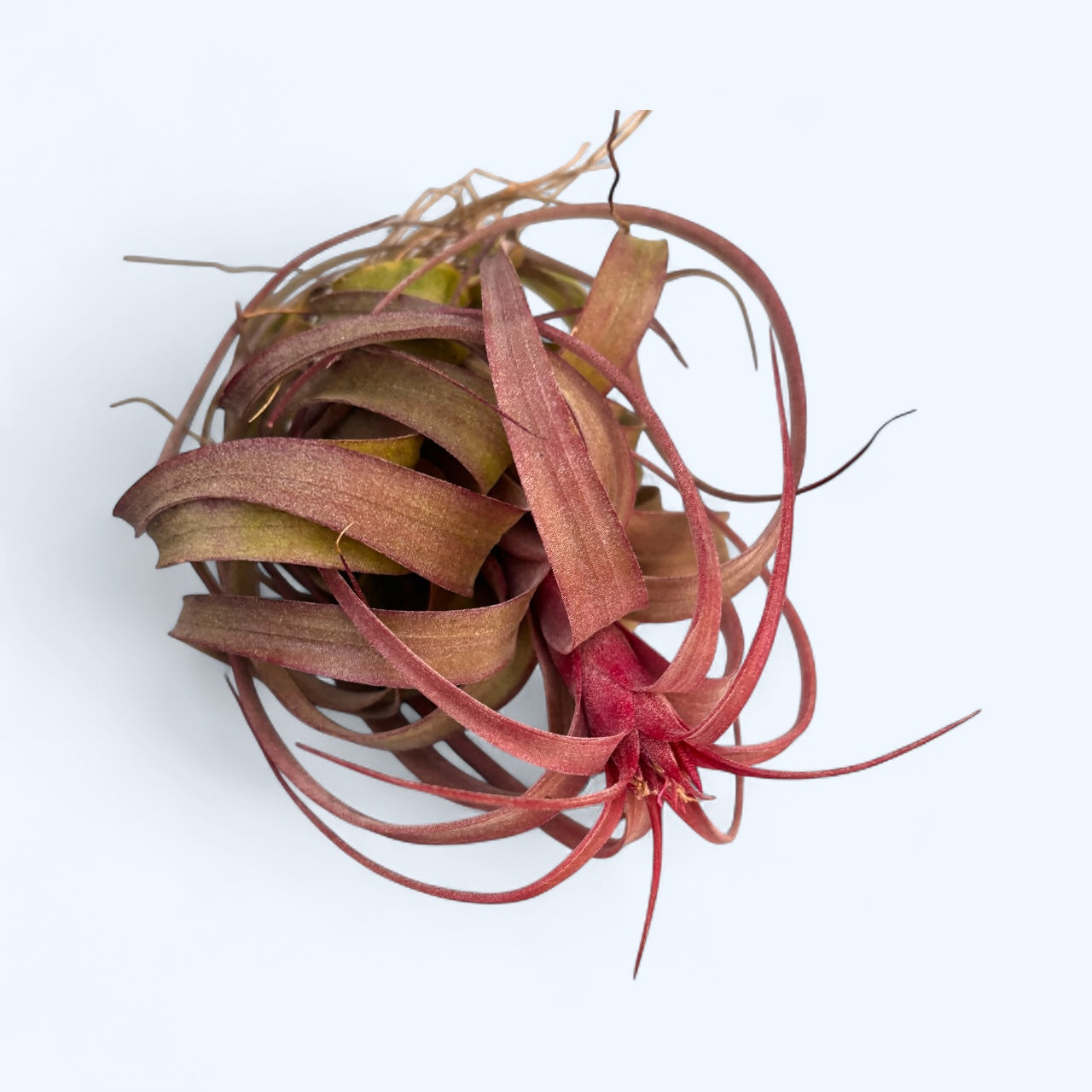 Tillandsia Eric Knobloch