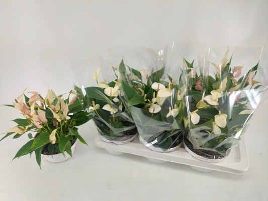 Anthurium andr Table Mix