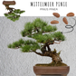 Extraordinary bonsai seeds with a high germination rate