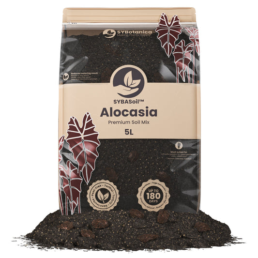 Sybotanica Alocasia Mix