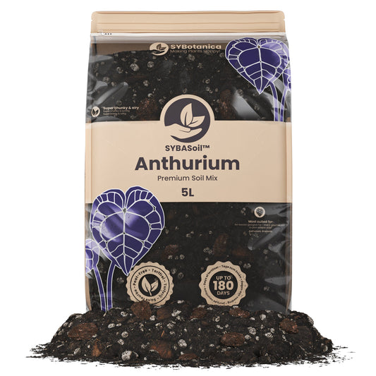 Sybotanica Anthurium Mix