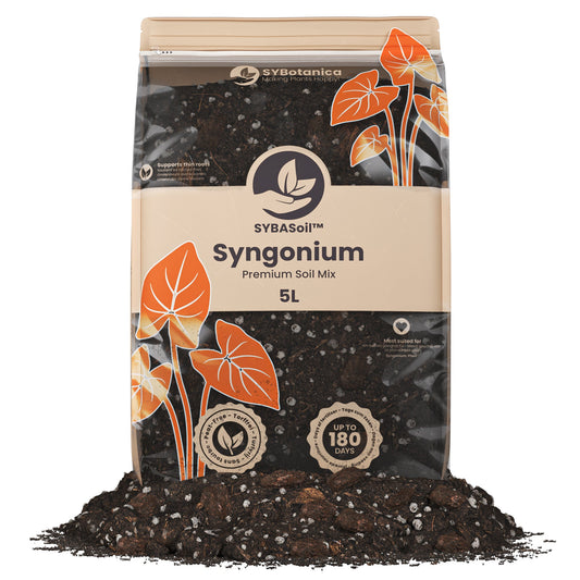 Sybotanica Syngonium Mix