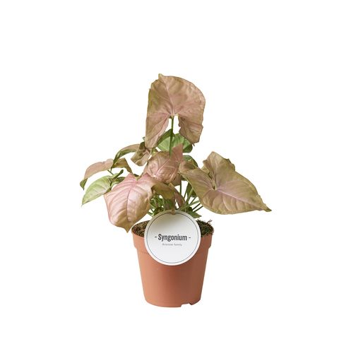 Syngonium Podophyllum