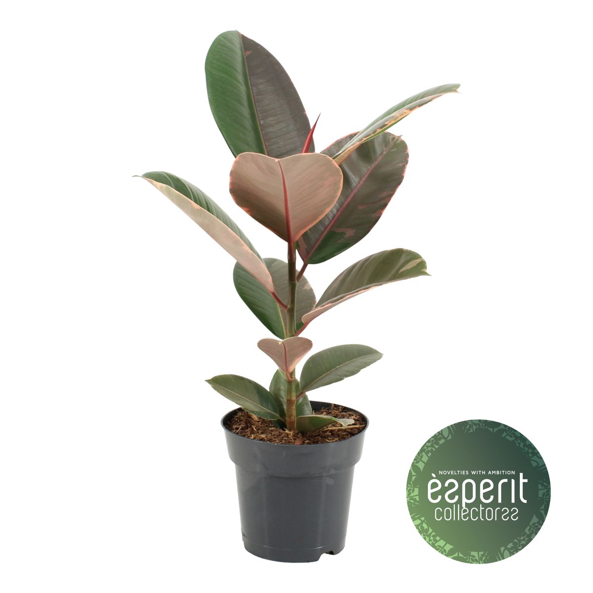 Ficus elastica Pink Camouflage
